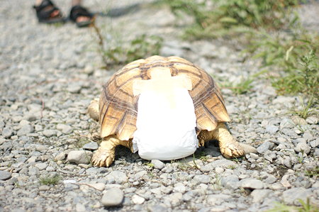 オムツしてますが、何か？DSC05012