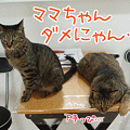 090617-【猫アニメ】きょうのツーショットにゃ