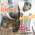 090618-【猫アニメ】チビらぶ、ででで～んにゃ