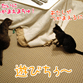 090706-【猫アニメ】おもちゃで遊んだにゃ！