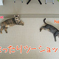 090913-【猫写真】まったりツーショットにゃ♪