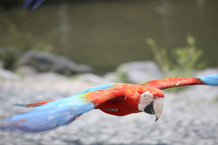 コンゴウインコ