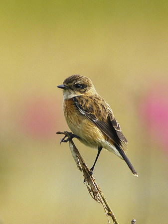 ノビタキ(Common Stonechat) P1100461_R