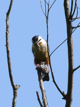 モモアカヒメハヤブサ(Collared Falconet) P1040701_R2