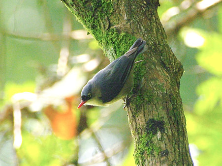 ビロードゴジュウカラ(Velvet-fronted Nuthatch) IMGP120988_R