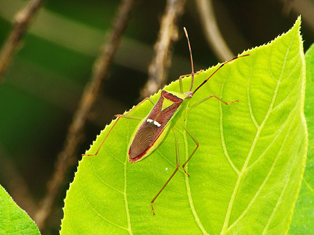 カメムシ(?) IMGP120876_R