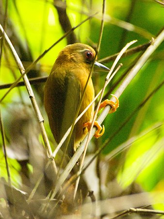 インドミツユビコゲラ(White-browed Piculet) IMGP121343_R