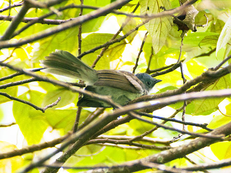 クロエリヒタキ(♀orJ)IMGP121981_R2