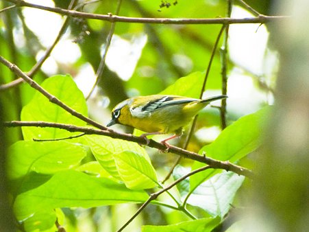 クリビタイモズチメドリ(Chestnut-fronted Shrike-babbler) IMGP123210_R