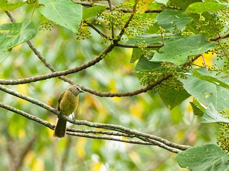カオジロヒヨドリ(Flavescent Bulbul) IMGP123481_R