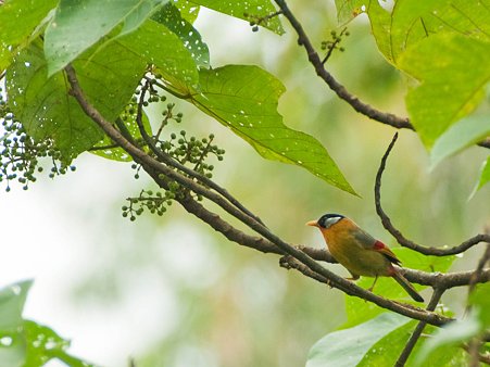 ゴシキソウシチョウ(Silver-eared Mesia) IMGP124715_R