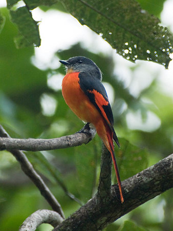 ベニサンショウクイ(Grey-chinned Minivet) P1030780_R
