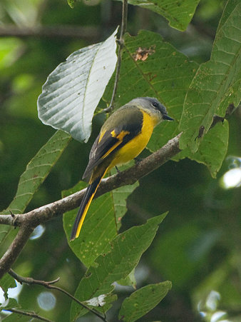 ベニサンショウクイ(Grey-chinned Minivet) P1030775_R