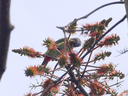 オオゴシキドリ(Great Barbet) P1240565_R2