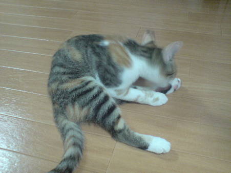 2009081101