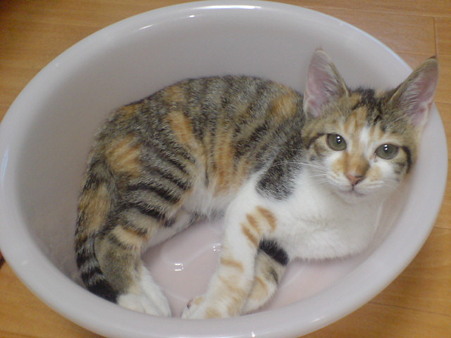 2009071501