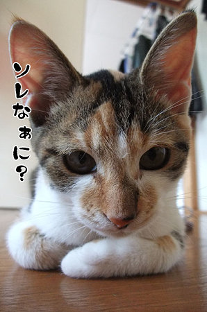2009082805