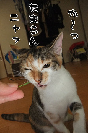 2009090305