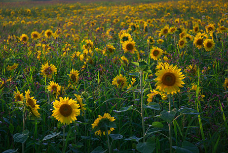 Sunflower field