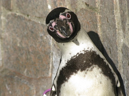 フンボルトペンギン＠江戸川自然動物園"