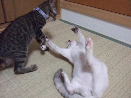 子猫のプロレスごっこ2
