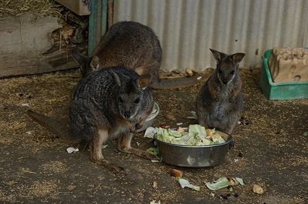 DSC05034