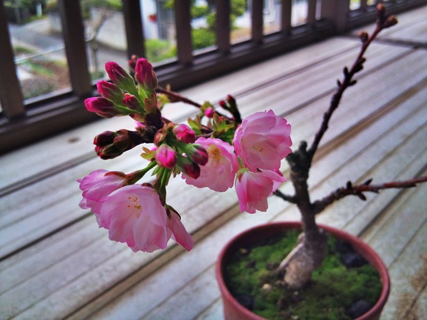 ベランダの鉢植え桜も開花しました 写真共有サイト フォト蔵