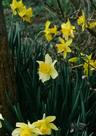 Narcissus_X-pro_chrome100_05062011pen_ft