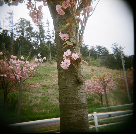 HOLGA_Kodak_PORTRA400VC05092011-01