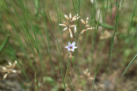 flower05252011dp2-02