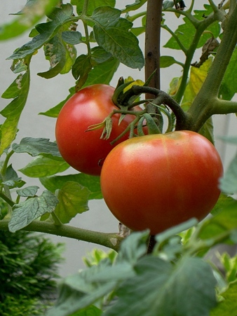 太陽の色に染まって庭トマト