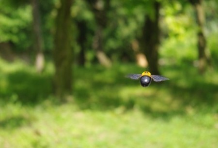 IMGP2531_0513