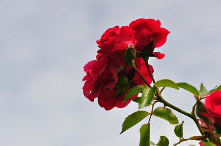DSC_0039_1653