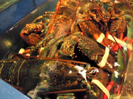 ロブスターの群@Red Lobster