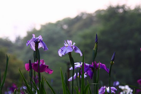 ハナショウブ  夕日を眺めて！