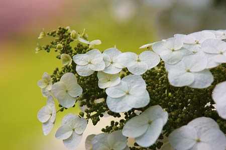 カシワバアジサイ　（柏葉紫陽花）