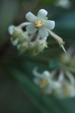 カラタチバナの花