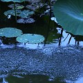 Photos: 蓮の葉と雨　　妙蓮池