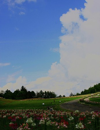 クレオメと青空と夏雲