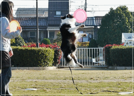 anigif