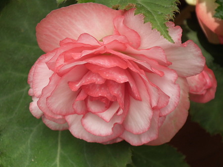 DSCF0421