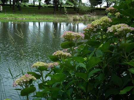 DSCF0545