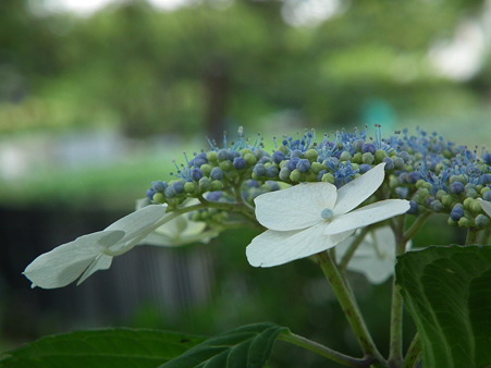 DSCF0664