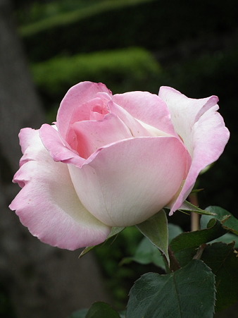 DSCF0062
