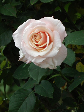 DSCF0204