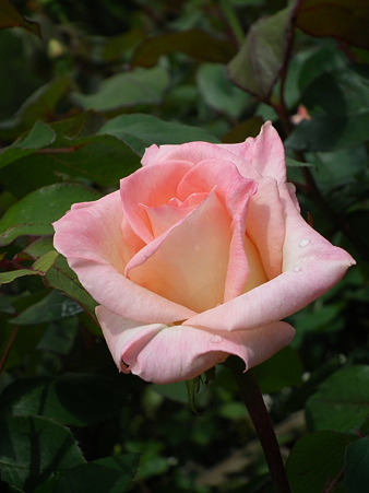 DSCF0261