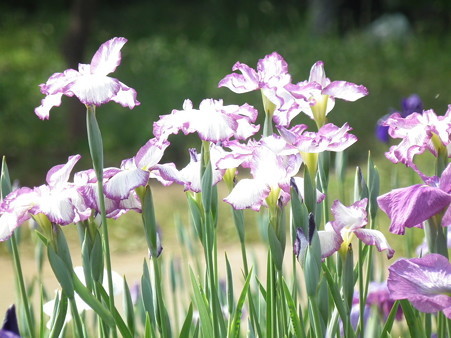 DSCF0390