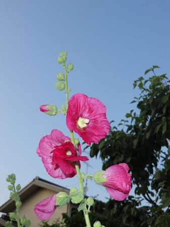 IMGP0210