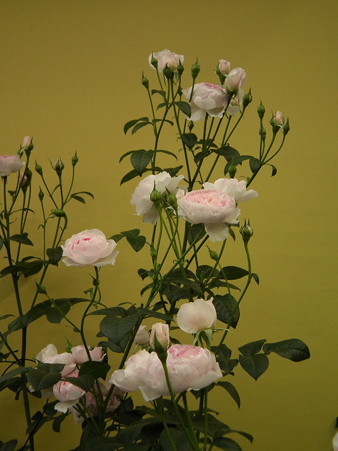 DSCF0040