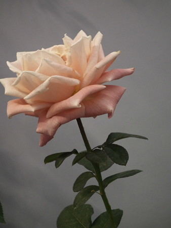 DSCF1181